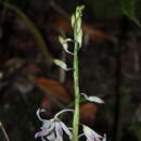 Dipodium squamatum (G. Forst.) R. Br. resmi