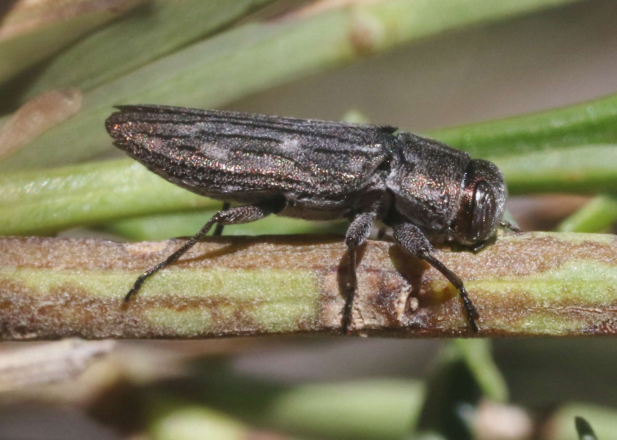 Image of Chrysobothris beyeri Schaeffer 1904