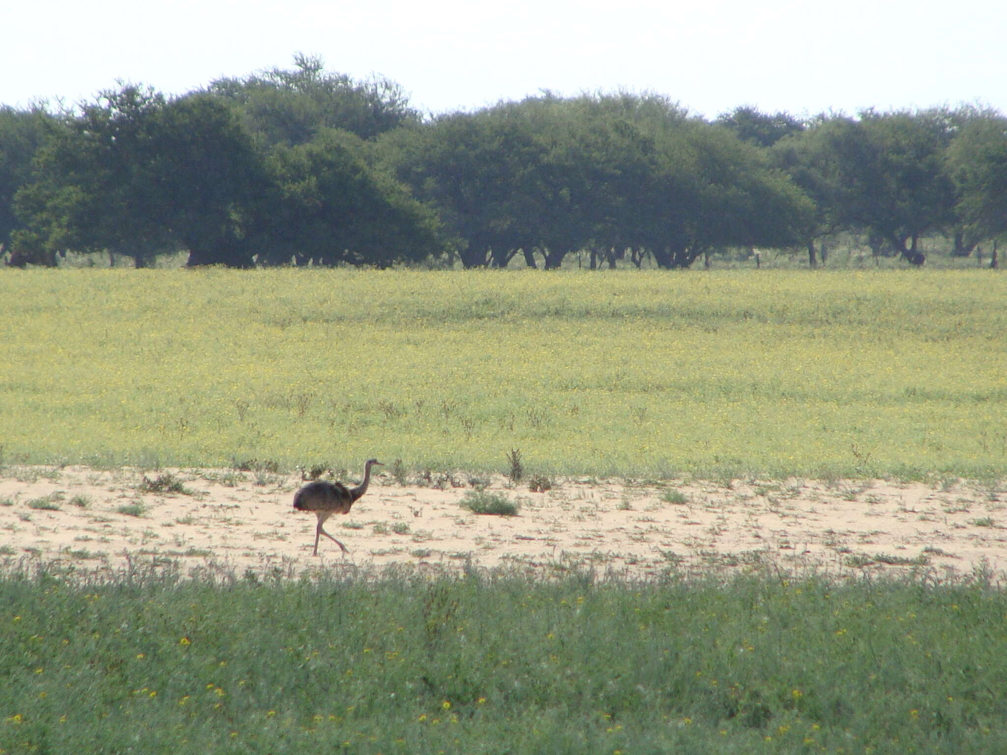 Image of Common Rhea