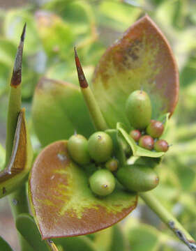 Image of Carissa bispinosa (L.) Desf. ex Brenan