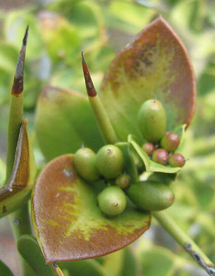 Image de Carissa bispinosa (L.) Desf. ex Brenan