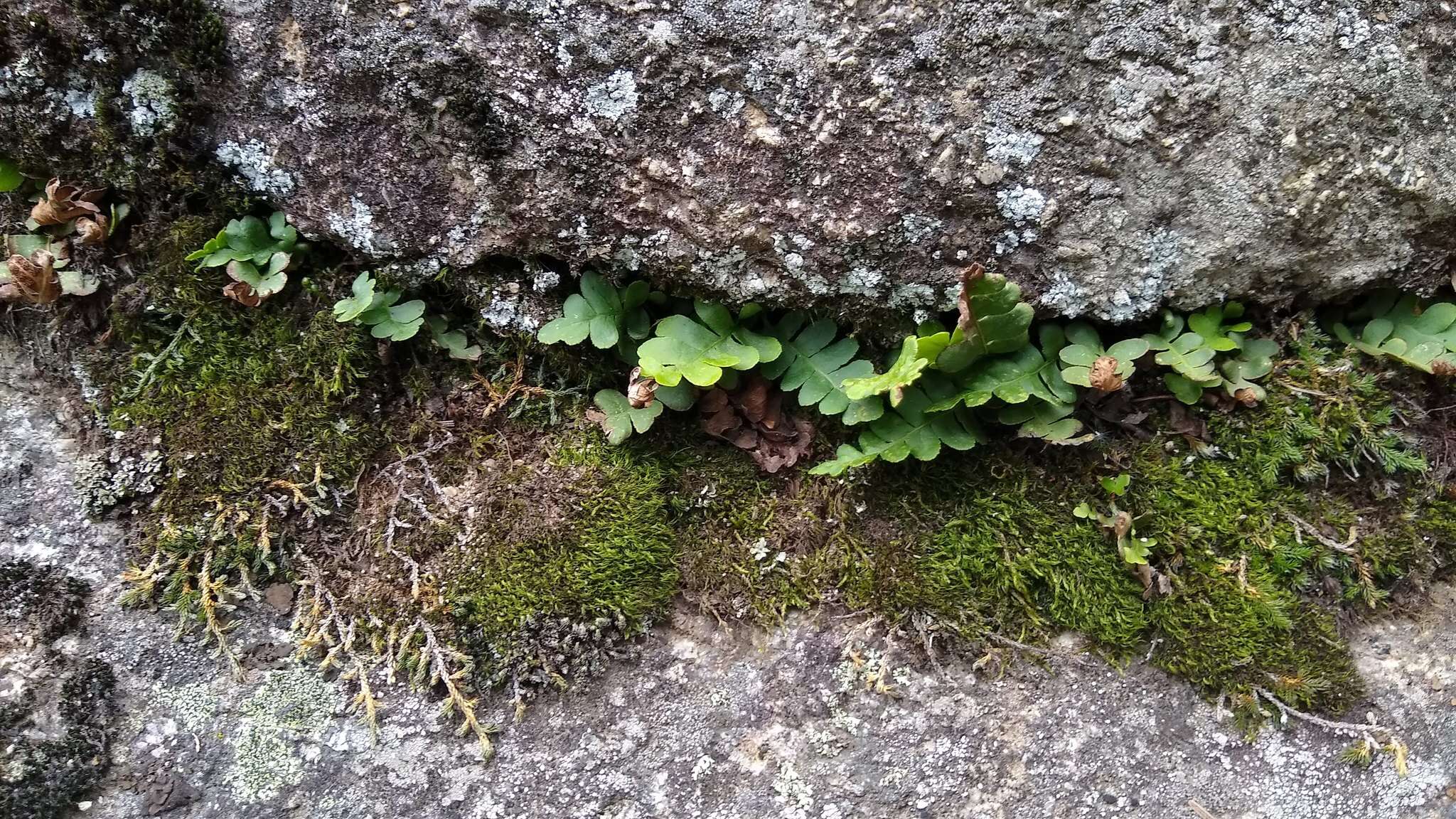 Image of Rocky Mountain polypody