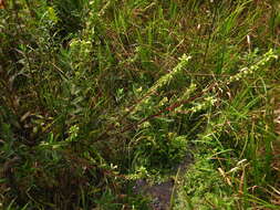 Image of swamp lousewort