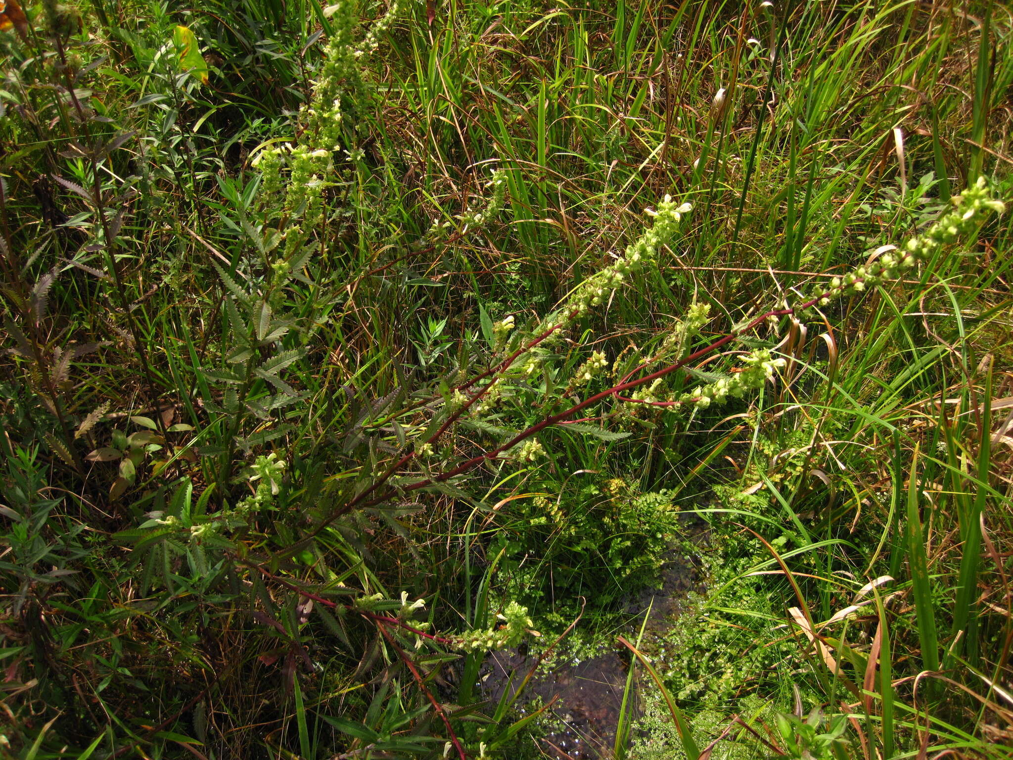 Image of swamp lousewort