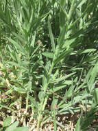 Imagem de Oenothera cinerea (Wooton & Standl.) W. L. Wagner & Hoch