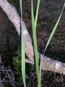 Plancia ëd Gladiolus comptonii G. J. Lewis