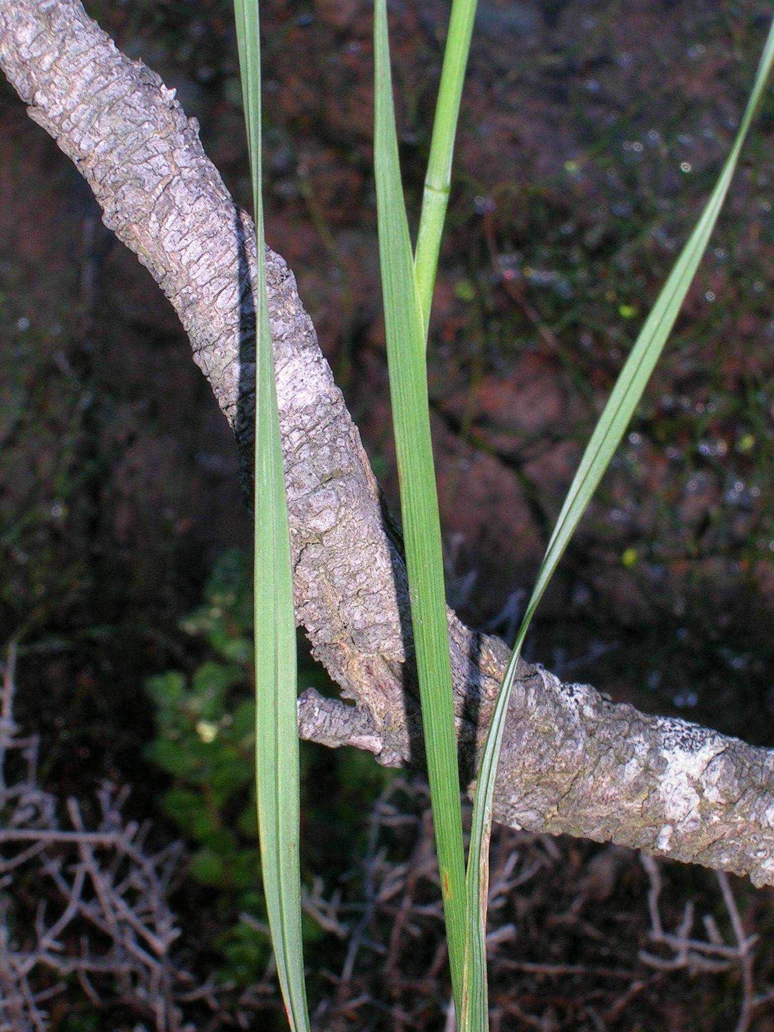 Image of Gladiolus comptonii G. J. Lewis