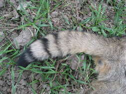 Image of European Wildcat