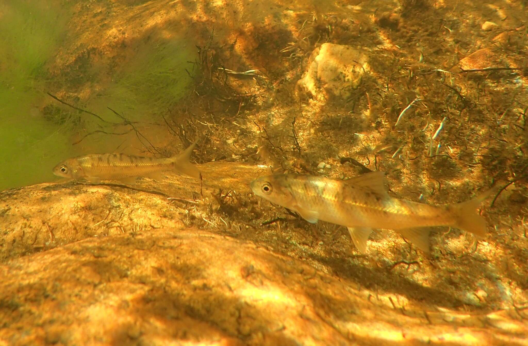 Image of Clanwilliam Yellowfish