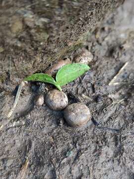 Imagem de Geastrum floriforme Vittad. 1842