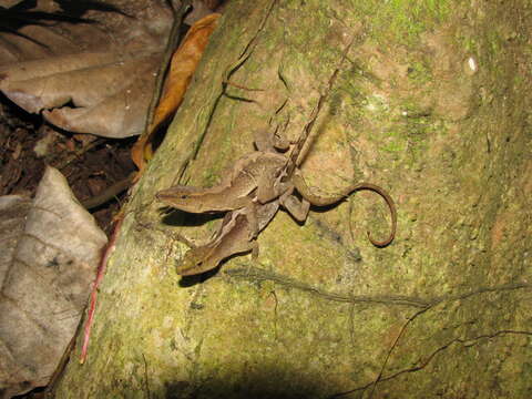 Image of Lesser Scaly Anole