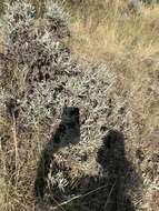 Image of silver sagebrush