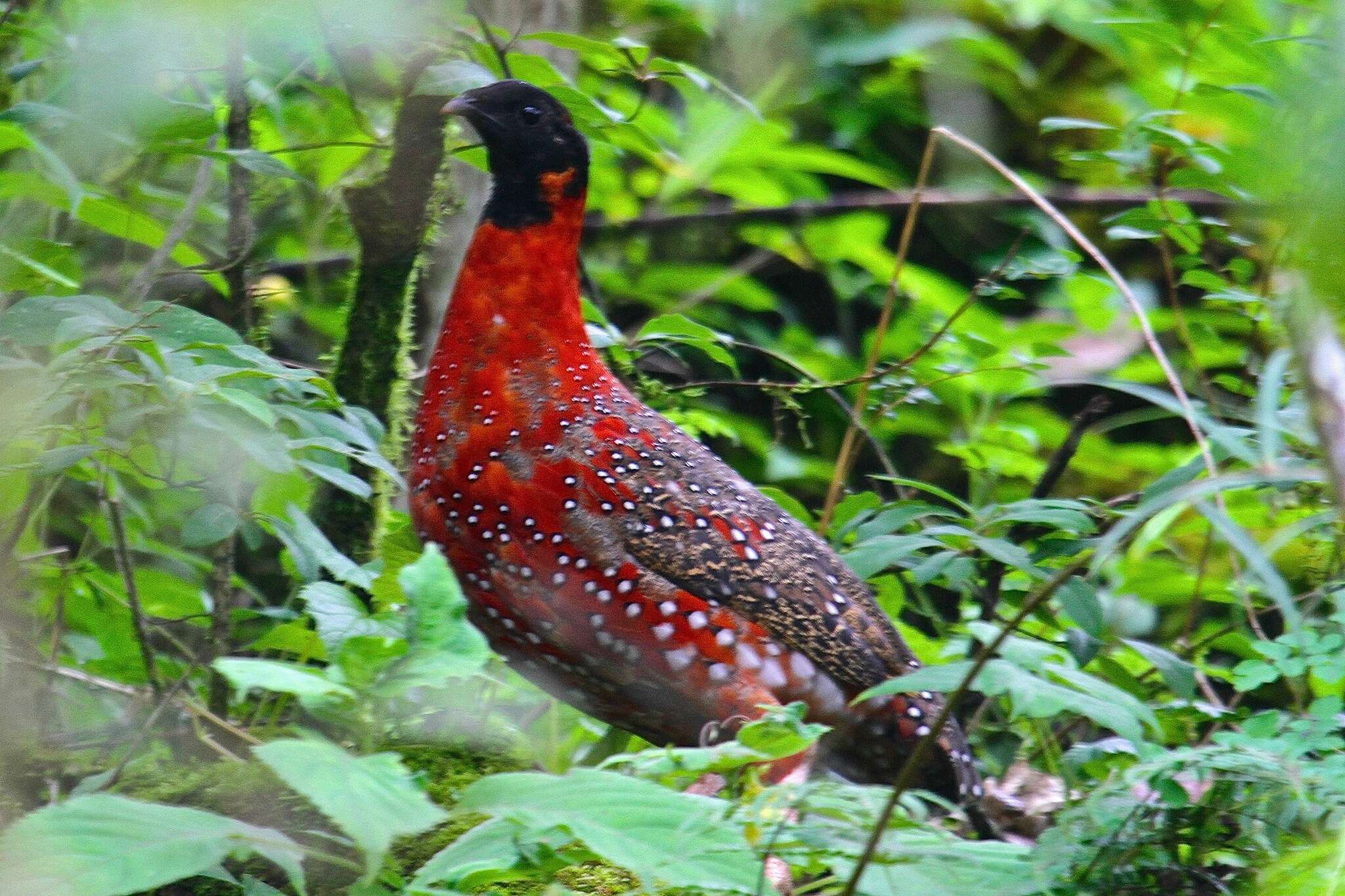 Image of Crimson Horned-pheasant