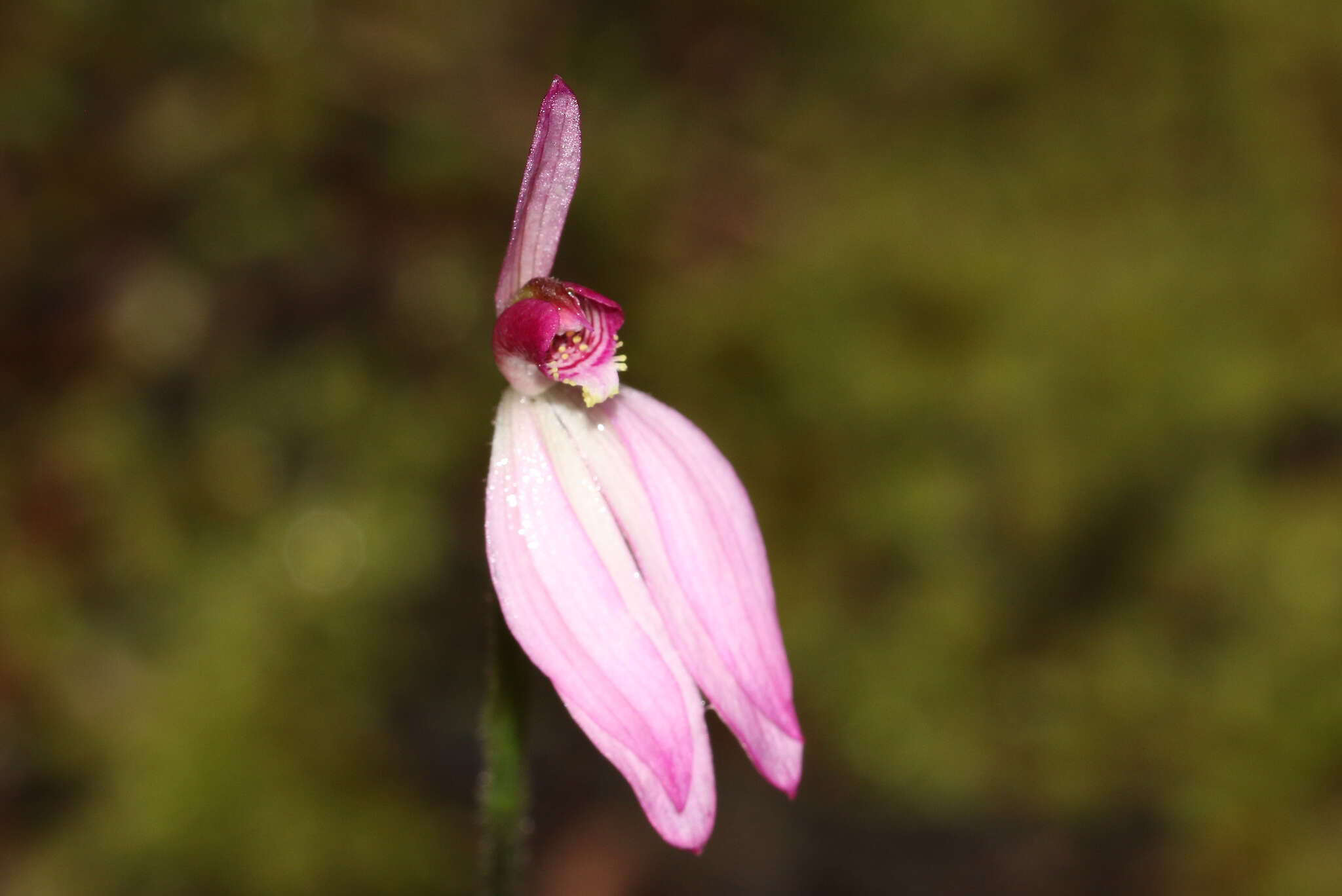 Image of Ornate pink fingers