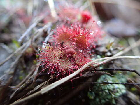 Image of dwarf sundew