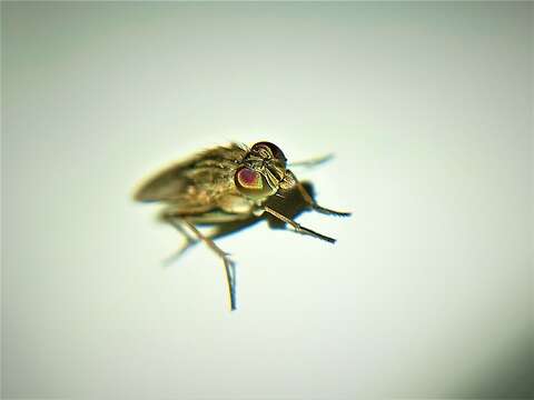 Image of Fly