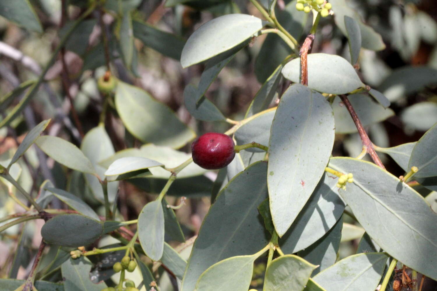 Image of Santalum lanceolatum R. Br.