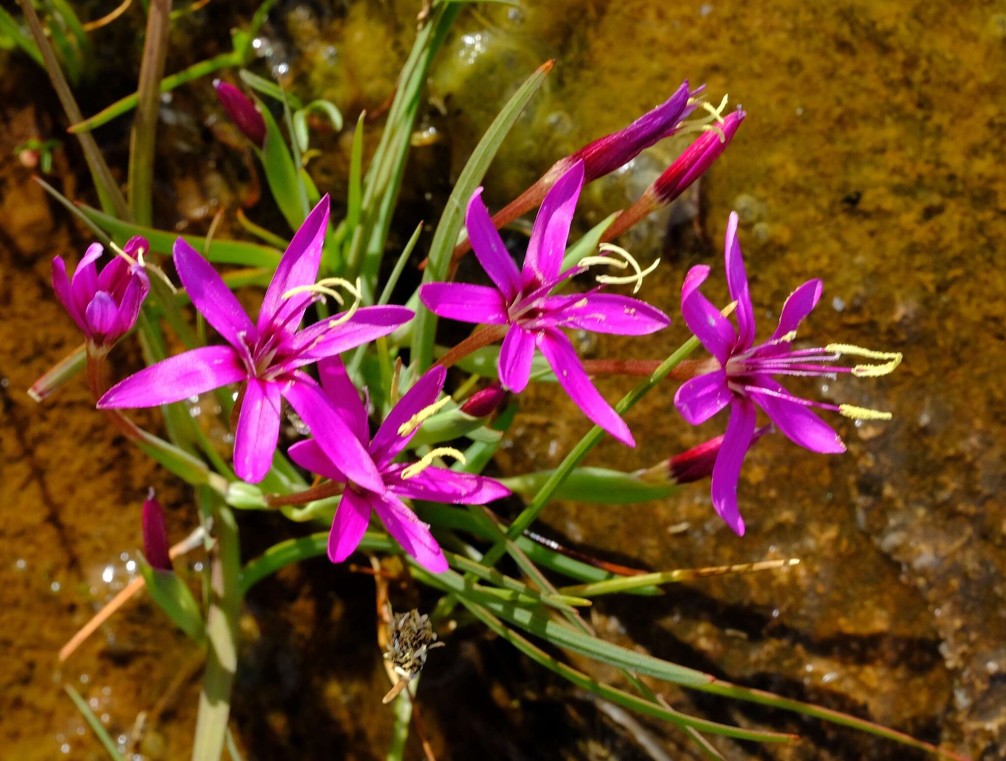 Image of Hesperantha oligantha (Diels) Goldblatt