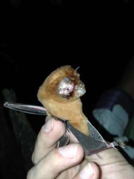 Image of Antillean Ghost-faced Bat