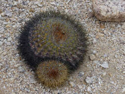 Image of Copiapoa serpentisulcata F. Ritter