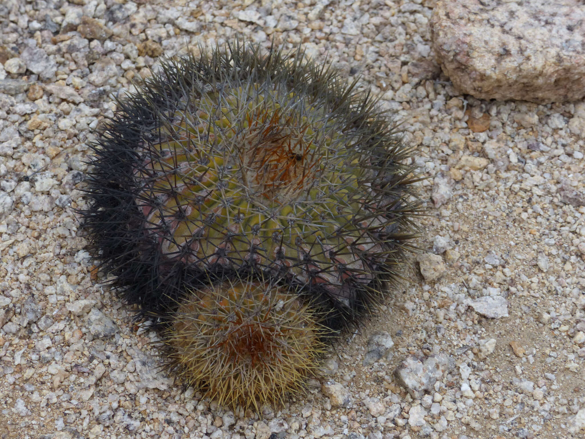 Image of Copiapoa serpentisulcata F. Ritter