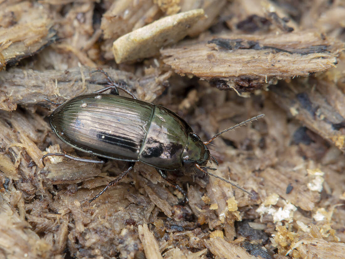 Image de Amara (Amara) lunicollis Schiödte 1837