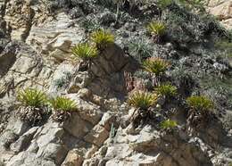 Image of Tillandsia ferreyrae L. B. Sm.