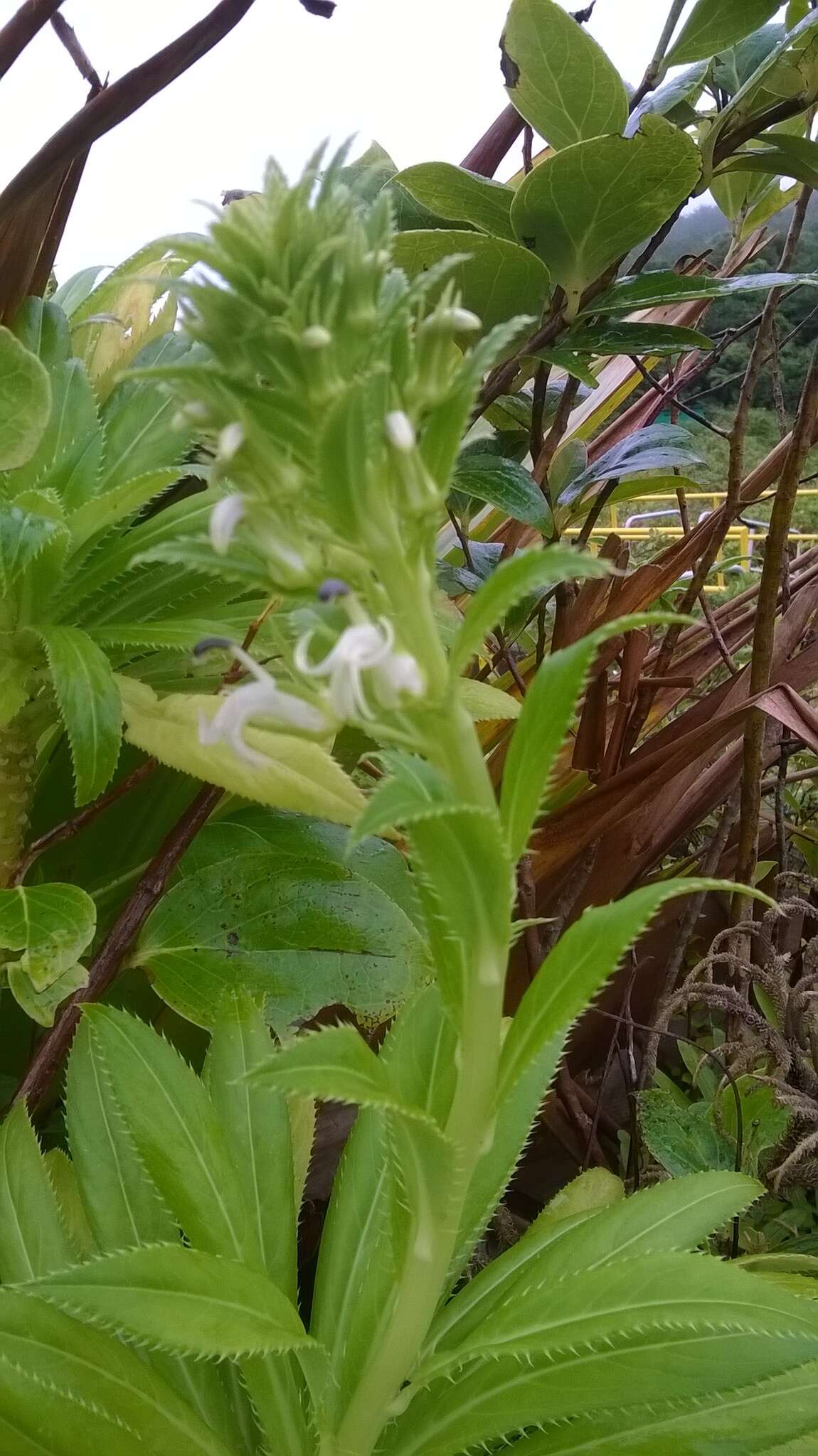 Sivun Lobelia stricta Sw. kuva