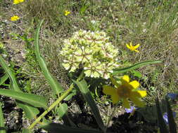 Слика од Asclepias asperula subsp. capricornu (Woods.) Woods.