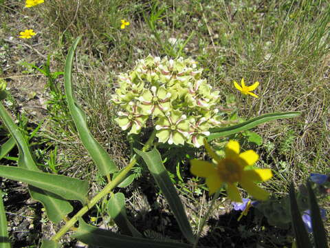 Image of Asclepias asperula subsp. capricornu (Woods.) Woods.