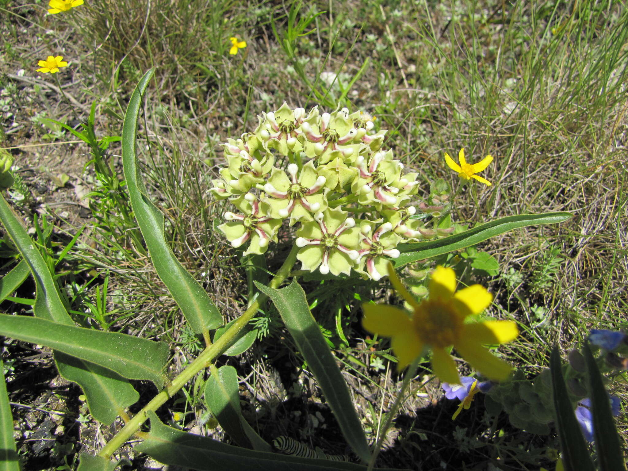 Слика од Asclepias asperula subsp. capricornu (Woods.) Woods.