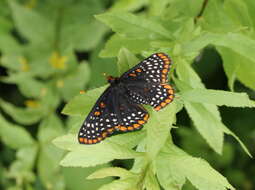 Image of Baltimore Checkerspot