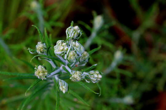 Слика од Pseudognaphalium oligandrum (DC.) O. M. Hilliard & B. L. Burtt