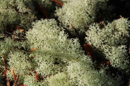 Image de Cladonia confusa R. Sant.