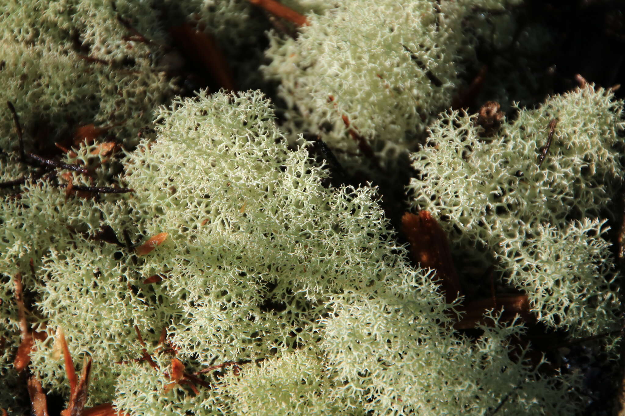 Image de Cladonia confusa R. Sant.