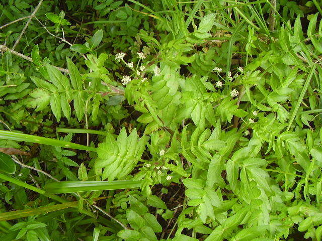 Image of Fool's-Watercress