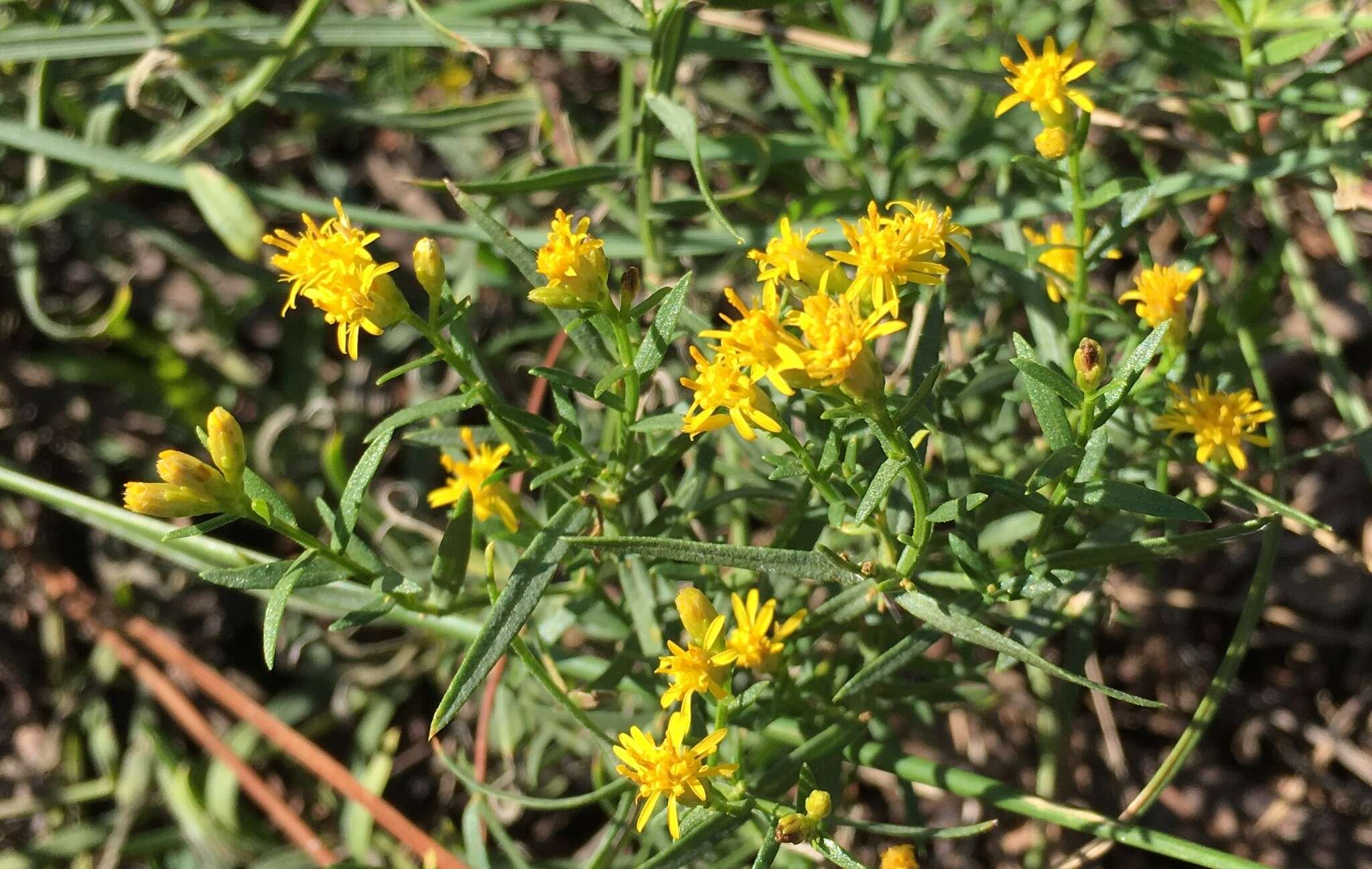 Image of Euthamia weakleyi G. L. Nesom