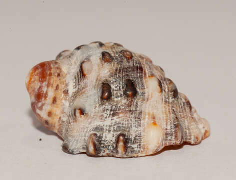 Image of wide-mouthed dye shell