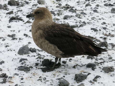 Image of South Polar Skua