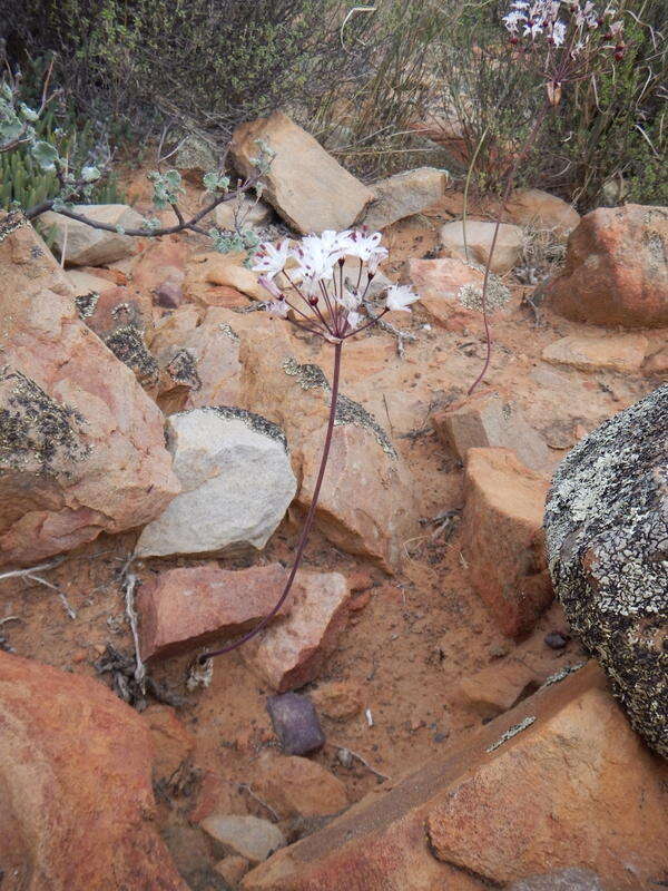 Image of Strumaria unguiculata (W. F. Barker) Snijman