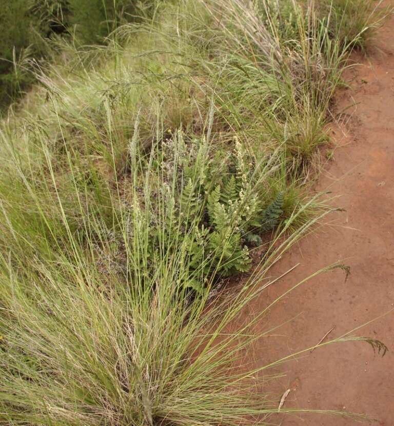 Plancia ëd Cheilanthes eckloniana (Kunze) Mett.