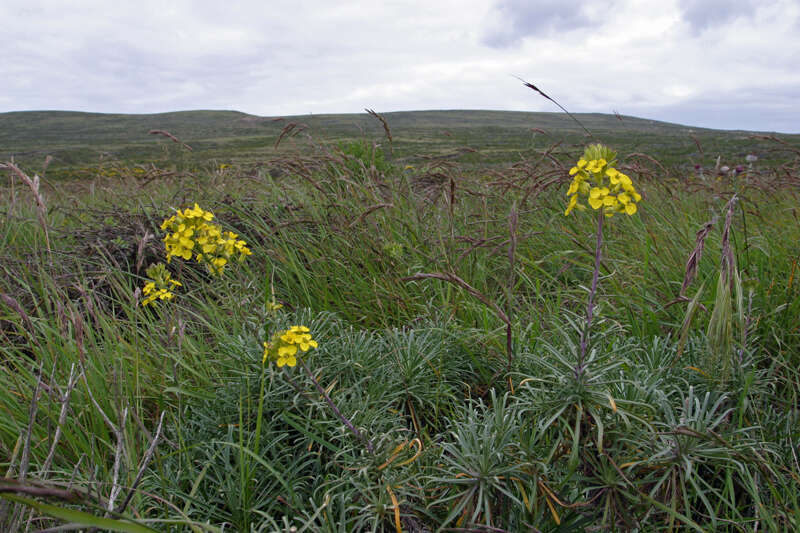 Image of island wallflower