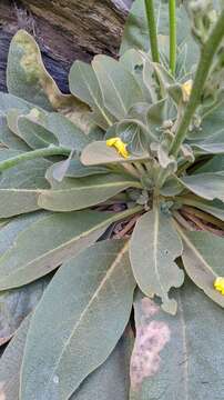 Image de Verbascum dentifolium Del.