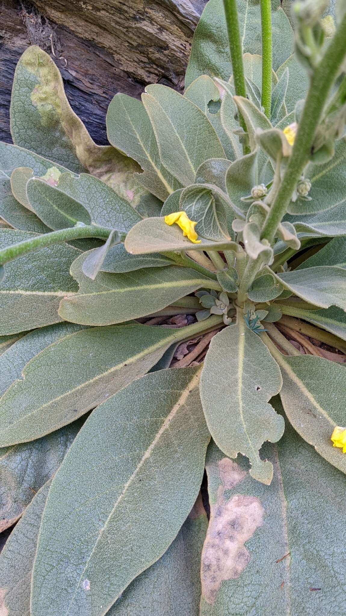 Image de Verbascum dentifolium Del.