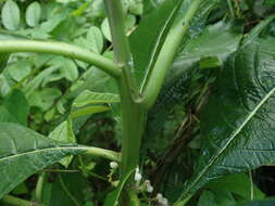Imagem de Tournefortia filiflora Griseb.
