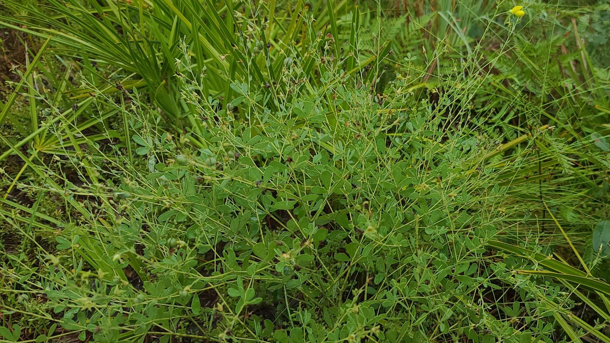 Слика од Baptisia lecontei Torr. & A. Gray