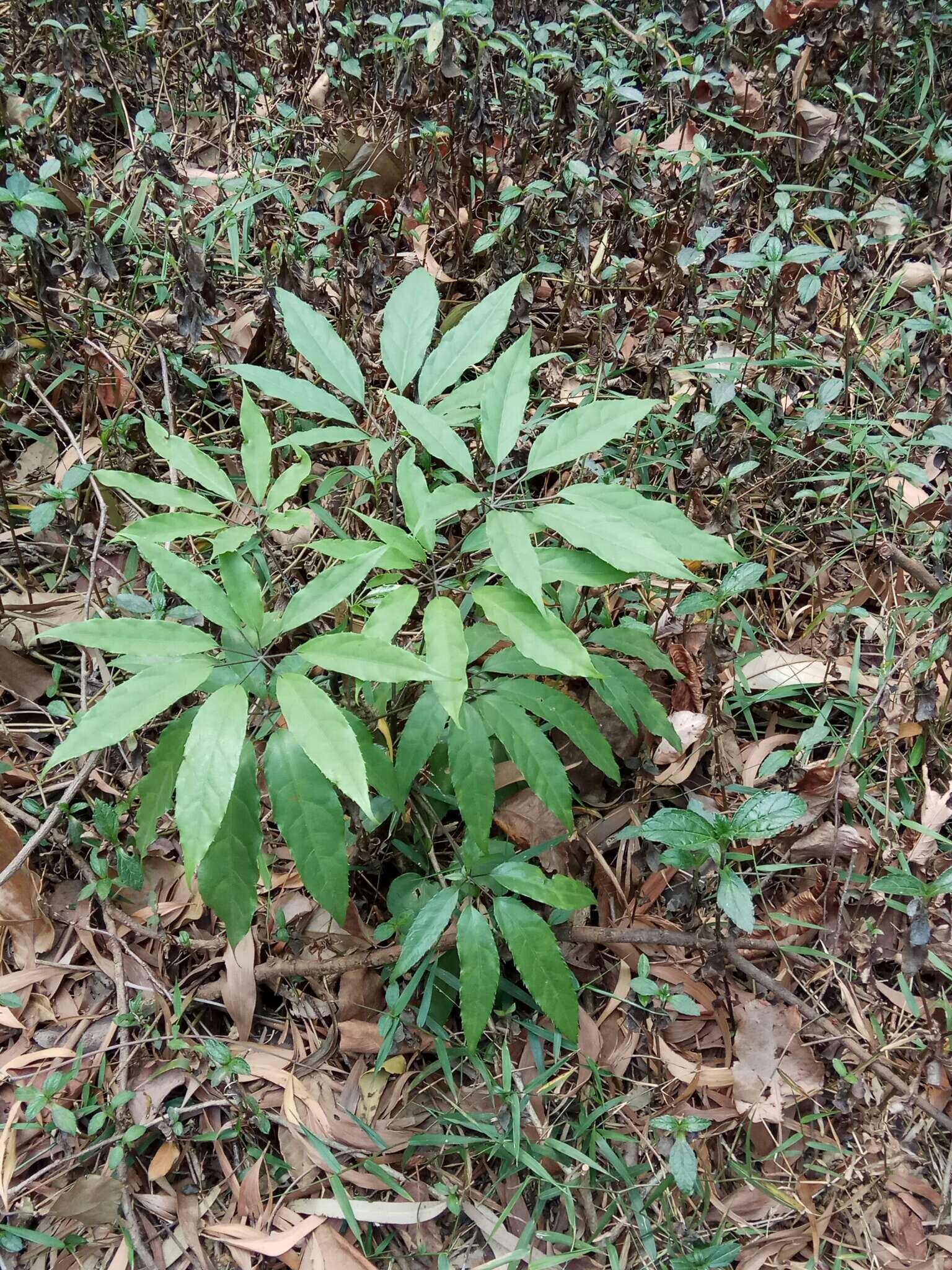 Image of Heptapleurum heptaphyllum