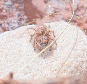 Image of Habronattus amicus (Peckham & Peckham 1909)