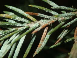 Image of Bouteille's fellhanera lichen