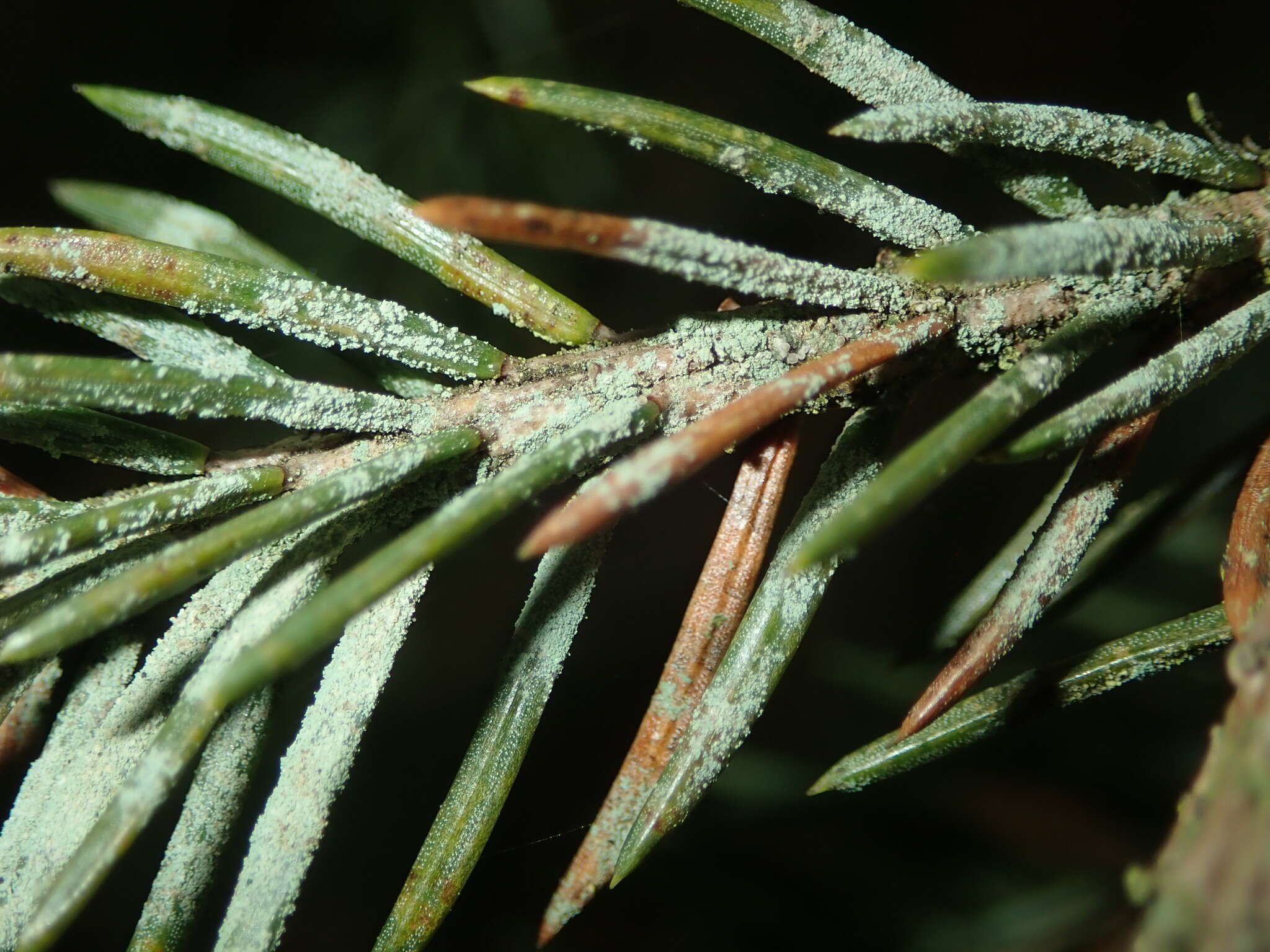 Image of Bouteille's fellhanera lichen